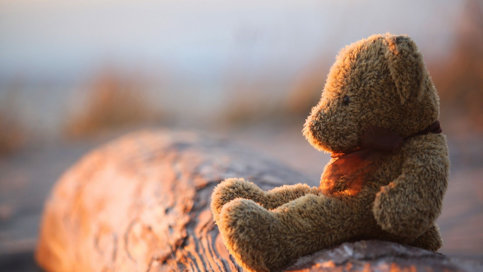 小清新,唯美,温馨,温暖,阳光,治愈系,安静,生活,慢生活,清新淡雅,温馨一刻,静物写真,物语,熊,孤单,寂寞,等待,一个人