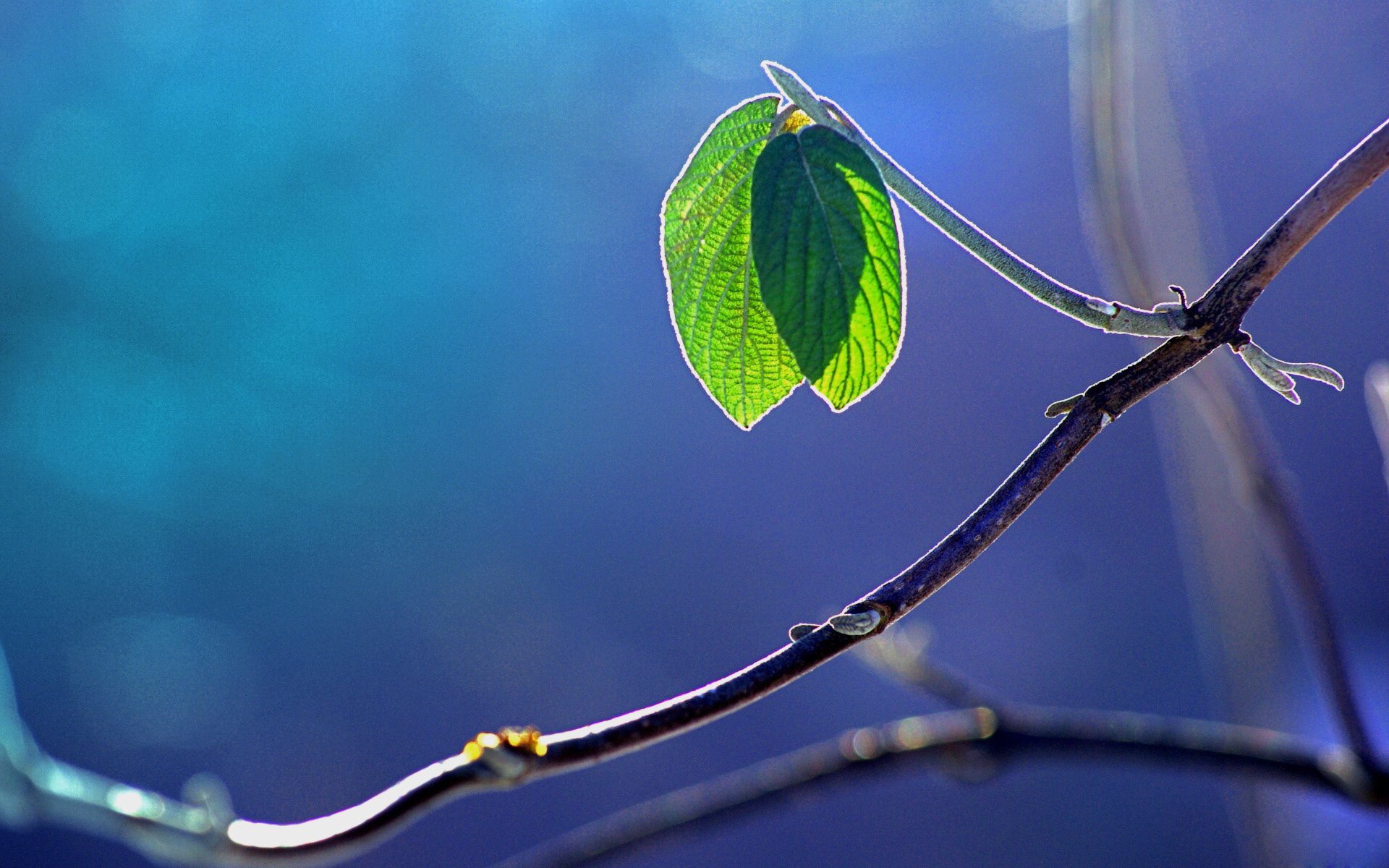 小清新,唯美,浪漫,温暖,温馨,干净,治愈系,慢生活,治愈,美好,花,春天,阳光,一场花开