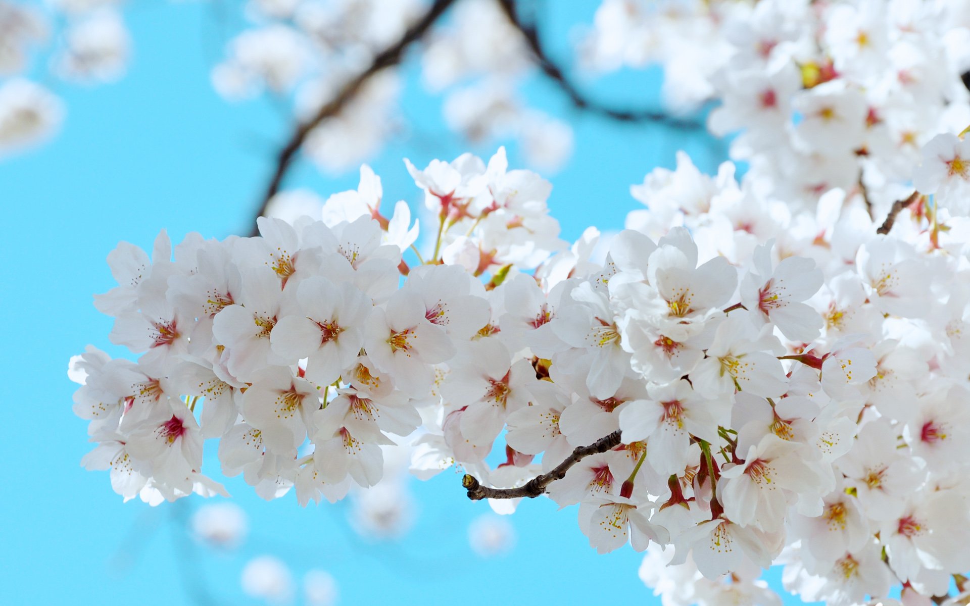 小清新,唯美,温馨,温暖,阳光,绿色养眼,自然,清新淡雅,花,春天,花团锦簇