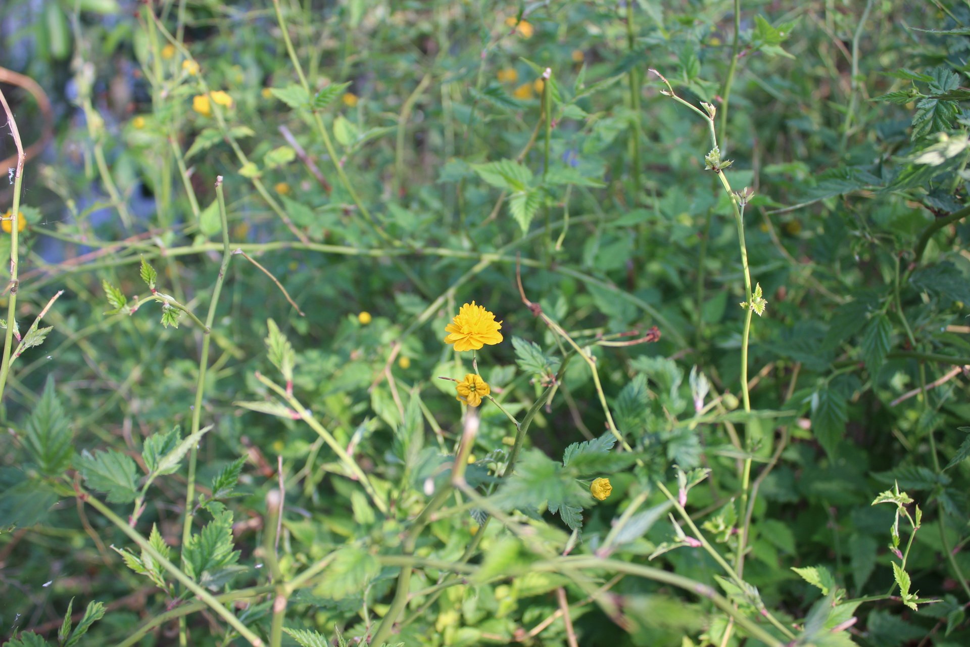 乙儒,风景,摄影,春天