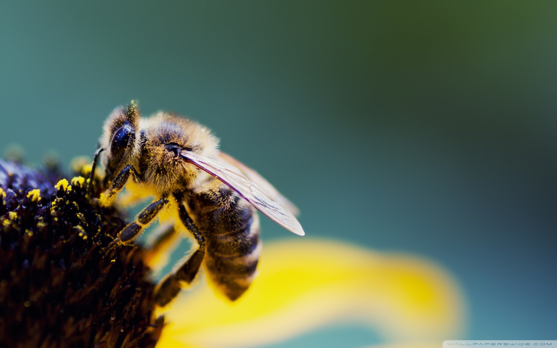 动物,野生动物,大自然,春天,蜜蜂,采蜜,昆虫