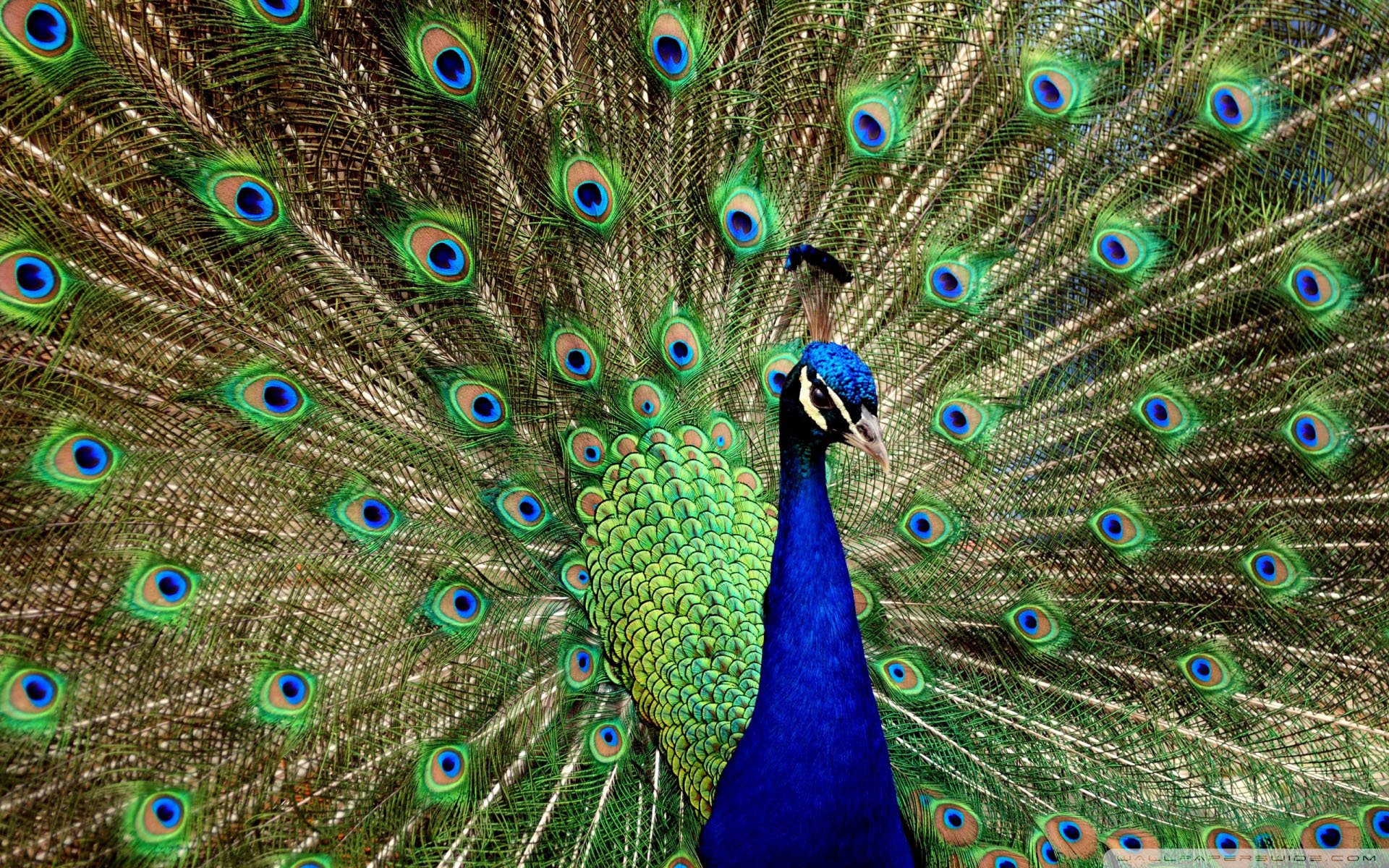 动物,野生动物,飞禽,鸟,飞翔,孔雀