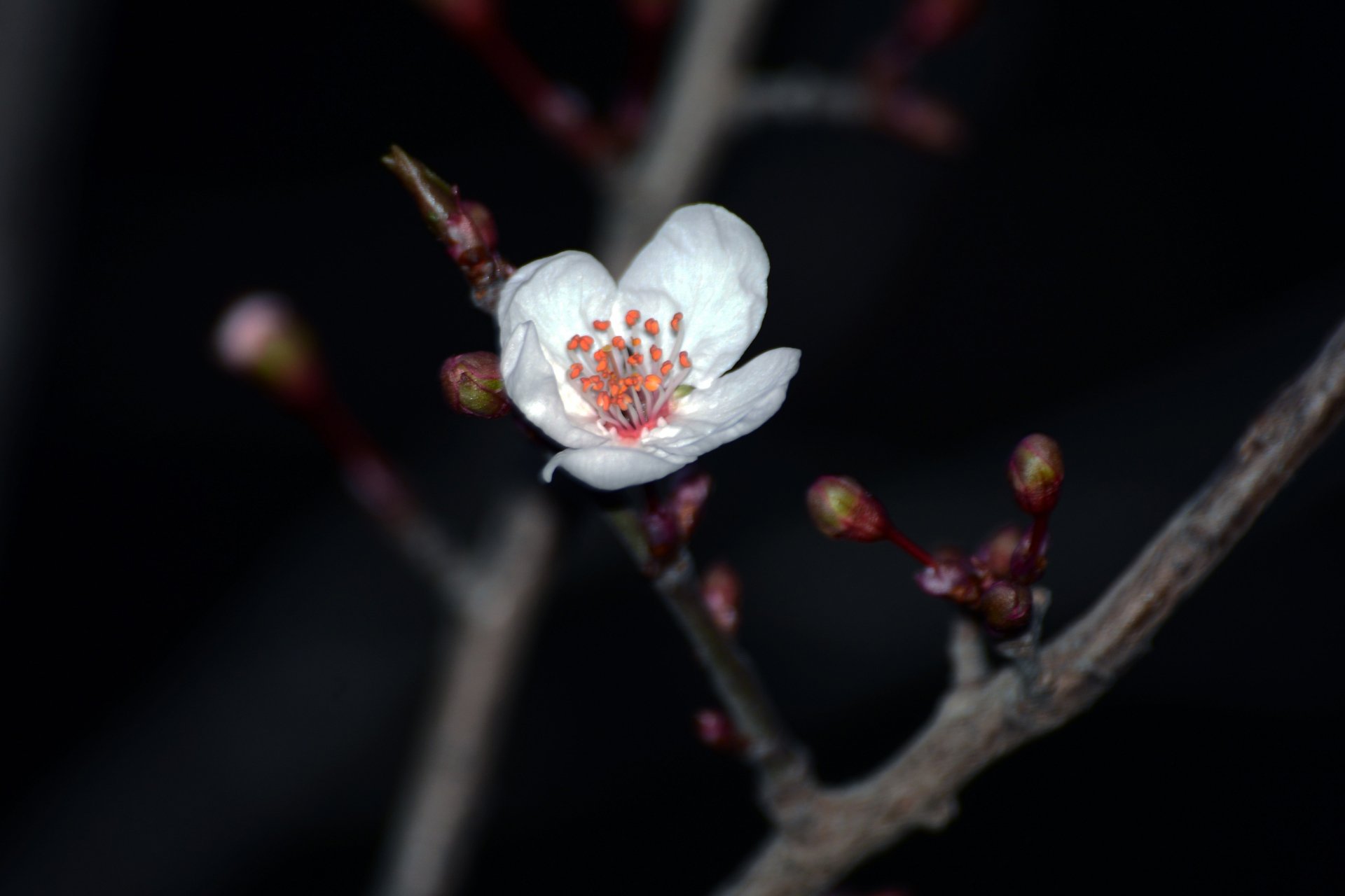 小清新,唯美,温馨,温暖,阳光,绿色养眼,自然,清新淡雅,花,春天,花团锦簇