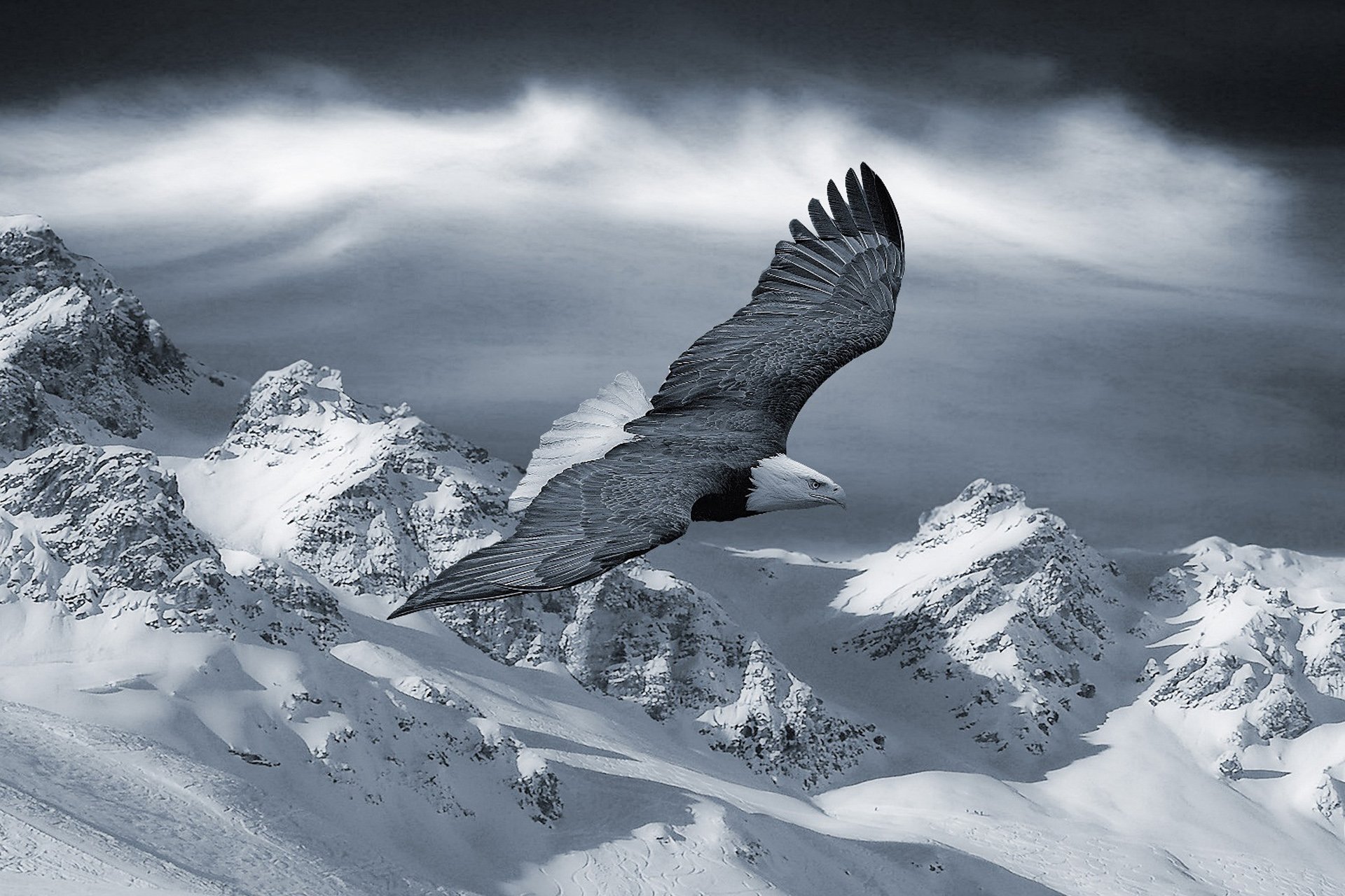 动物,野生动物,飞禽,鸟,飞翔,鹰,老鹰,天空,翱翔