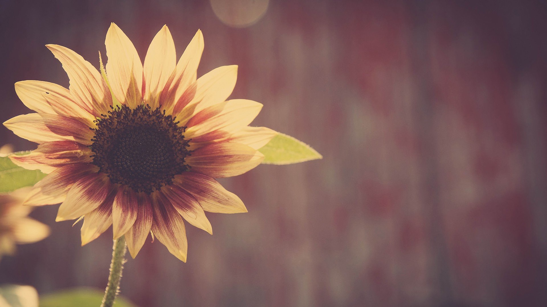 小清新,唯美,温馨,温暖,阳光,绿色养眼,自然,清新淡雅,花,春天,花团锦簇