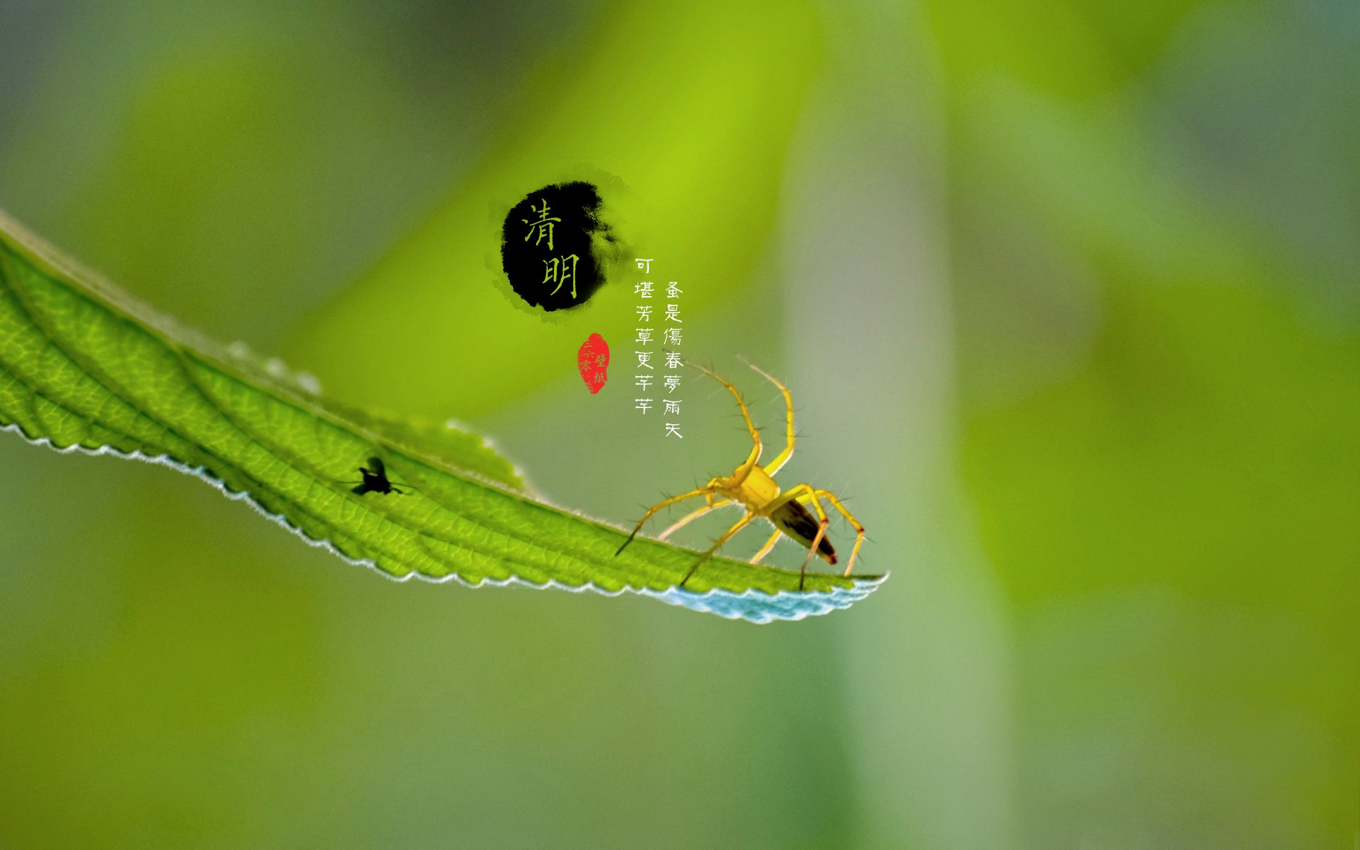 清明节,古风,古诗,诗句,意境,节气,24节气,二十四节气,@姑凉_你又瘦了