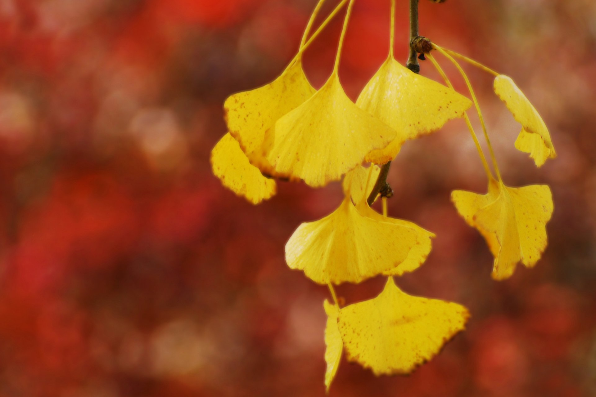 自然,风光,风景,秋天,秋意正浓