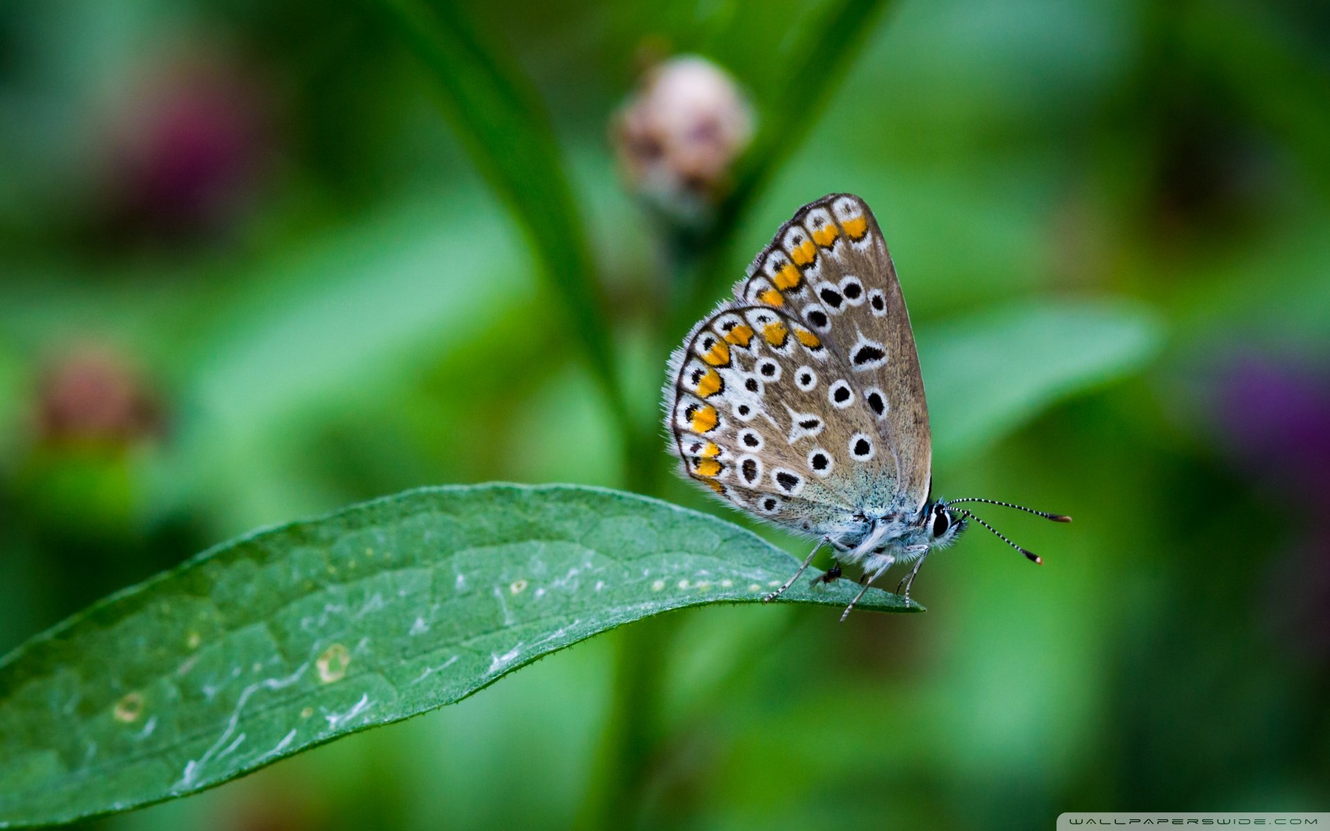 动物,野生动物,蝴蝶,自然,春天