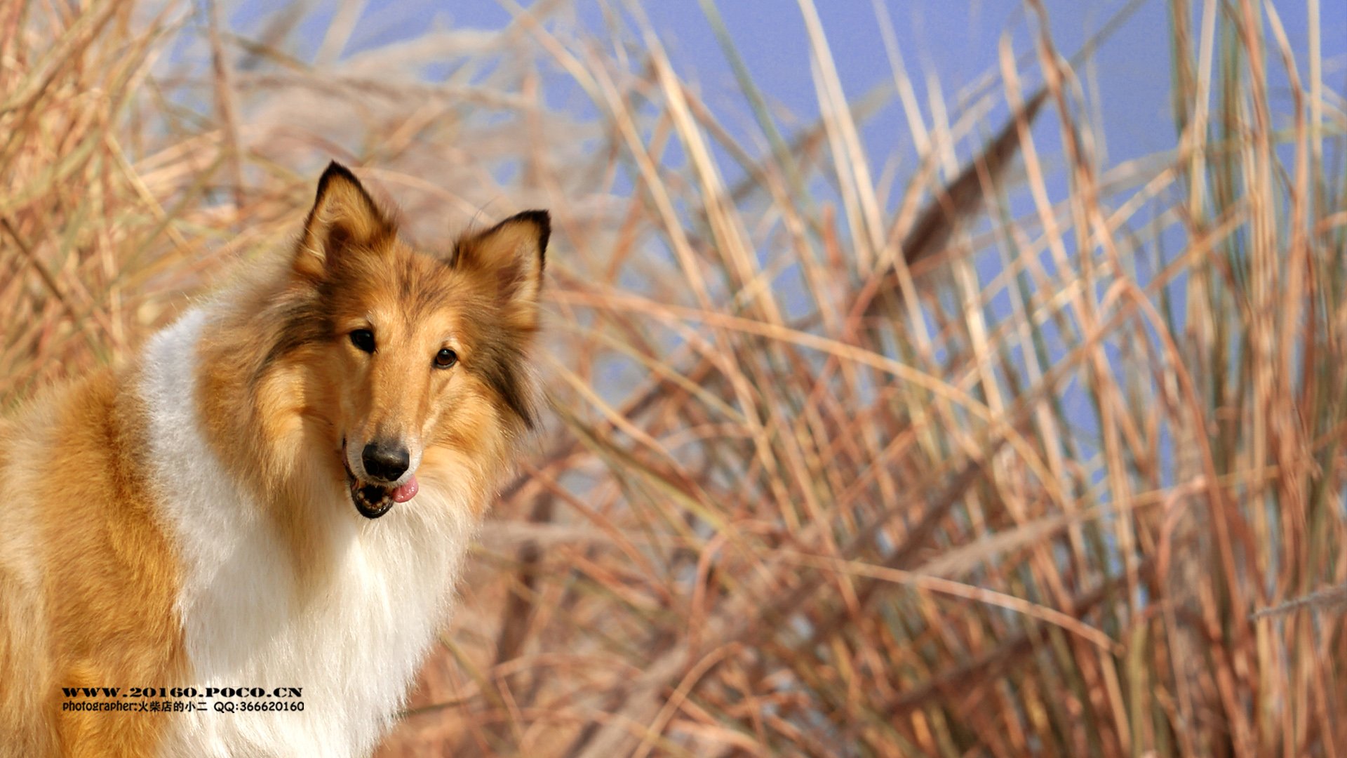 动物,古灵精怪,火柴宠摄,狗狗,汪星人,火柴摄影