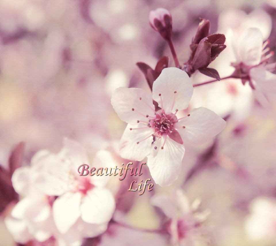 小清新,唯美,浪漫,温暖,温馨,干净,治愈系,慢生活,治愈,美好,花,春天,阳光,一场花开