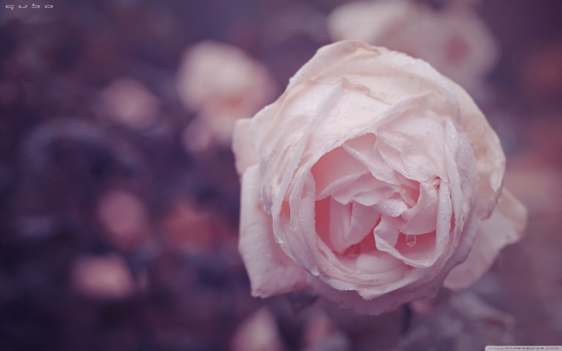 小清新,唯美,温馨,温暖,阳光,治愈系,安静,生活,慢生活,花朵,娇艳欲滴,粉色