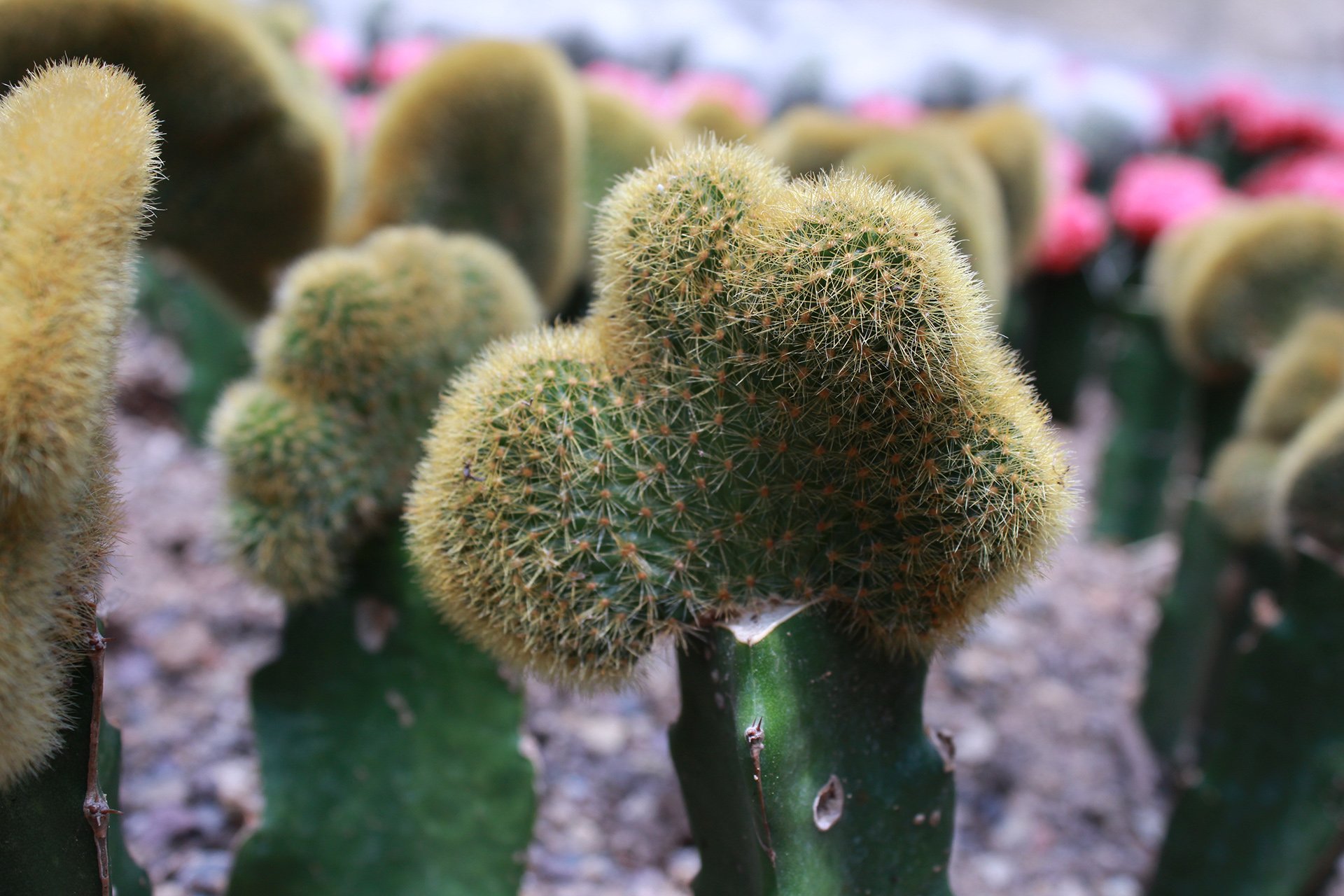 摄影,植物,花卉,仙人掌