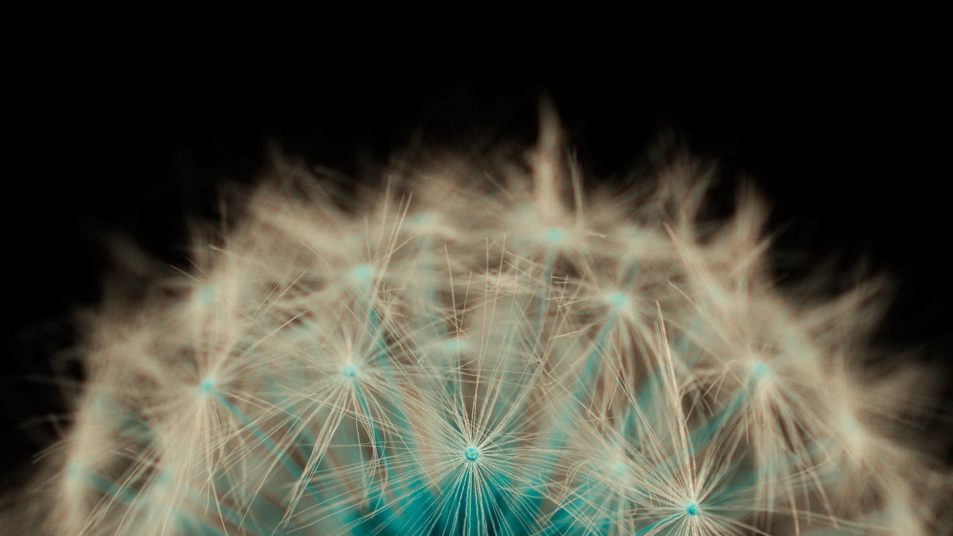 小清新,唯美,温馨,温暖,阳光,治愈系,安静,生活,慢生活,清新淡雅,温馨一刻,蒲公英,飞舞