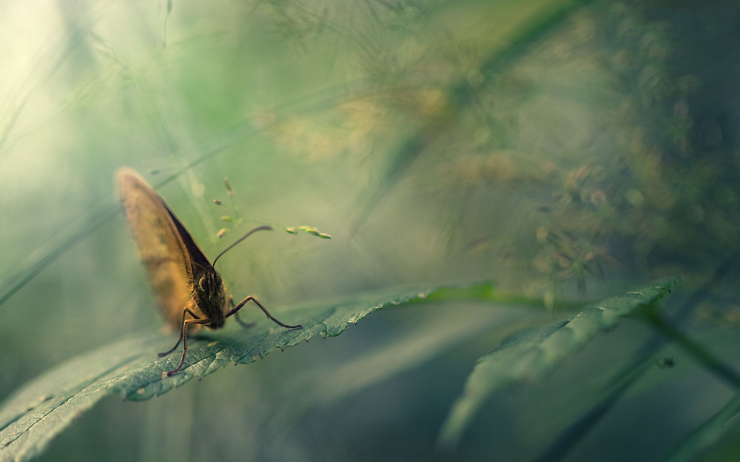 动物,野生动物,蝴蝶,自然,春天