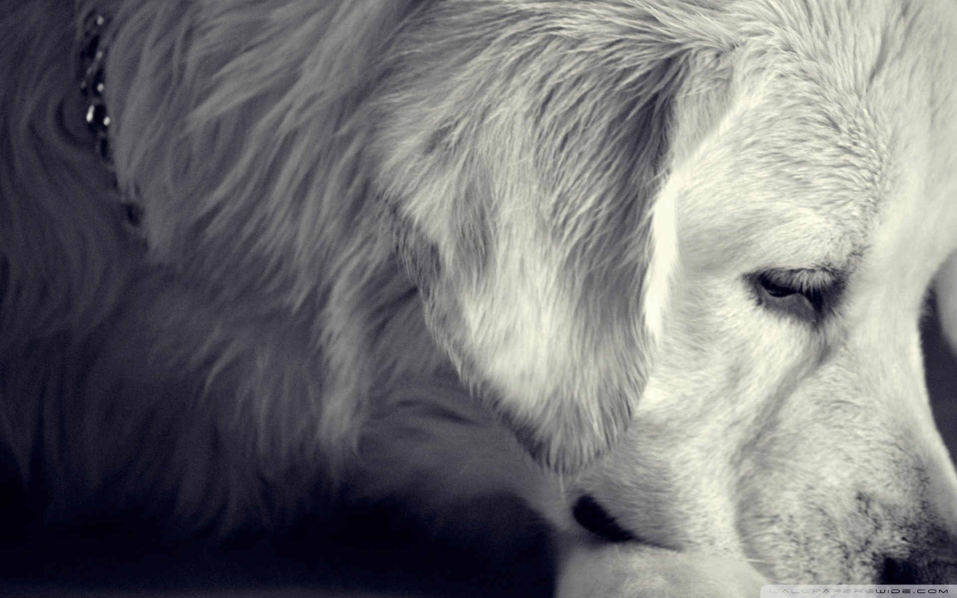 动物,古灵精怪,狗,汪星人,可爱,萌,卖萌图