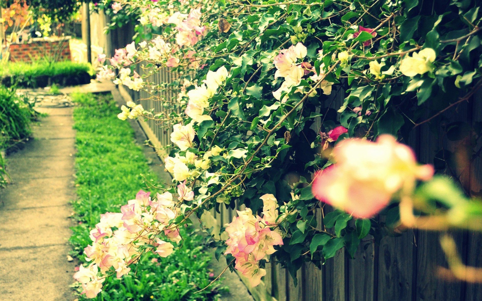 小清新,唯美,温馨,温暖,阳光,绿色养眼,自然,清新淡雅,花,春天,花团锦簇