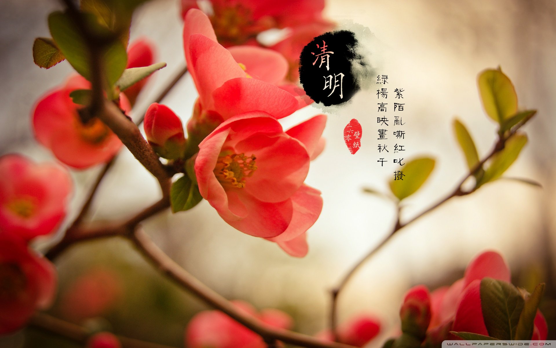 清明节,古风,古诗,诗句,意境,节气,24节气,二十四节气,@姑凉_你又瘦了