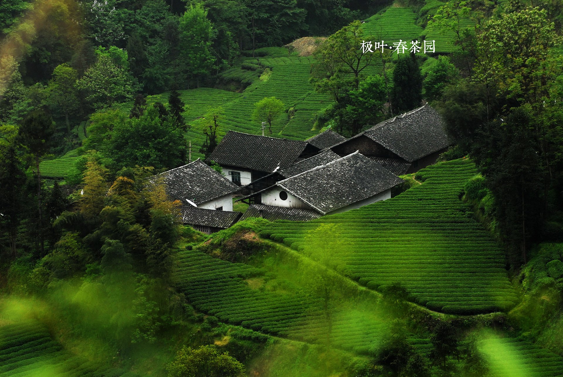 恩施摄影师,风景,唯美,意境,采茶,茶园