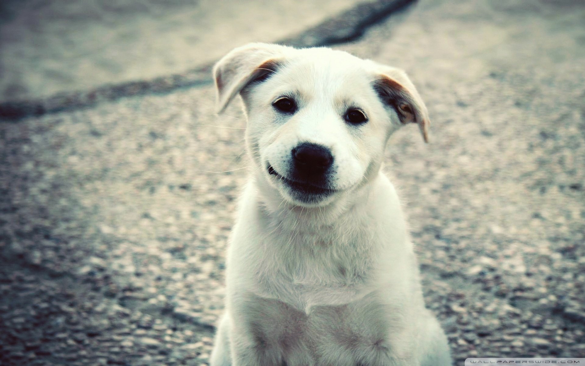 动物,古灵精怪,狗,汪星人,可爱,萌,卖萌图