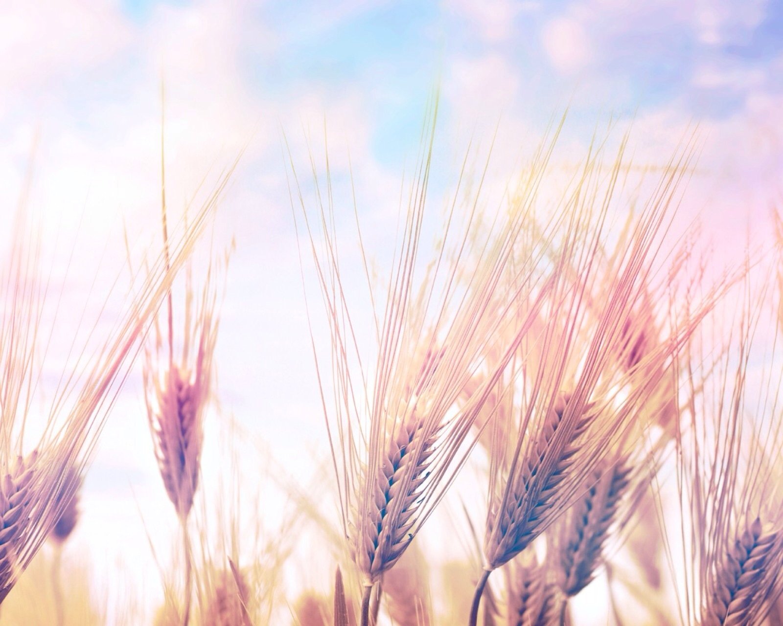 风景,自然,风光,麦子,白云,蓝天