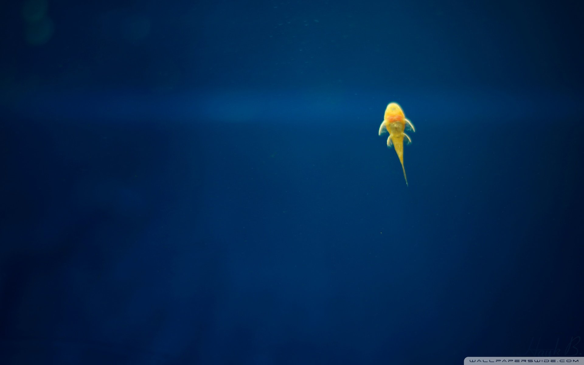 动物,野生动物,海洋天堂,海底世界,鱼