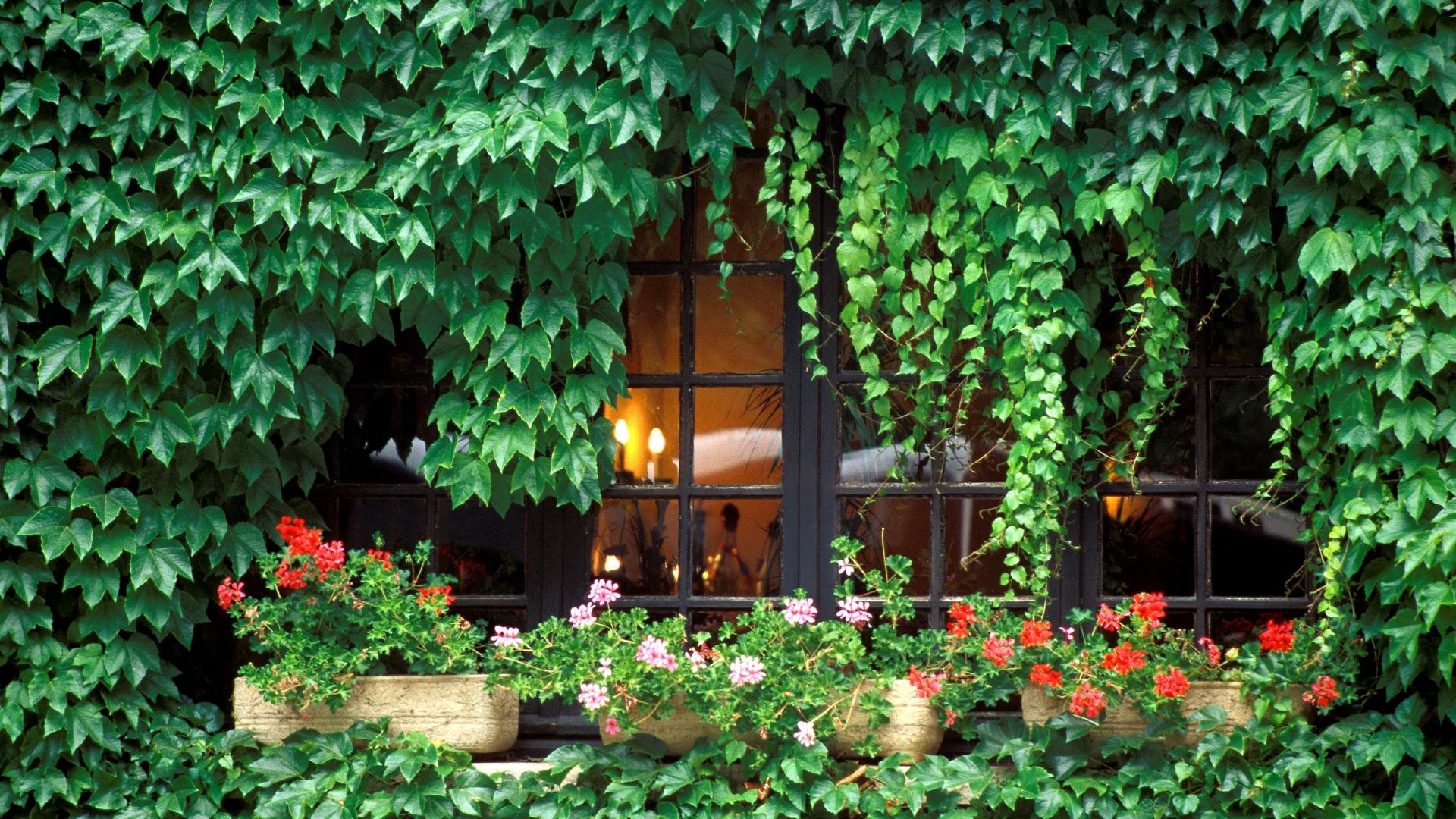 小清新,唯美,温馨,温暖,阳光,绿色养眼,自然,清新淡雅,花,春天,花团锦簇