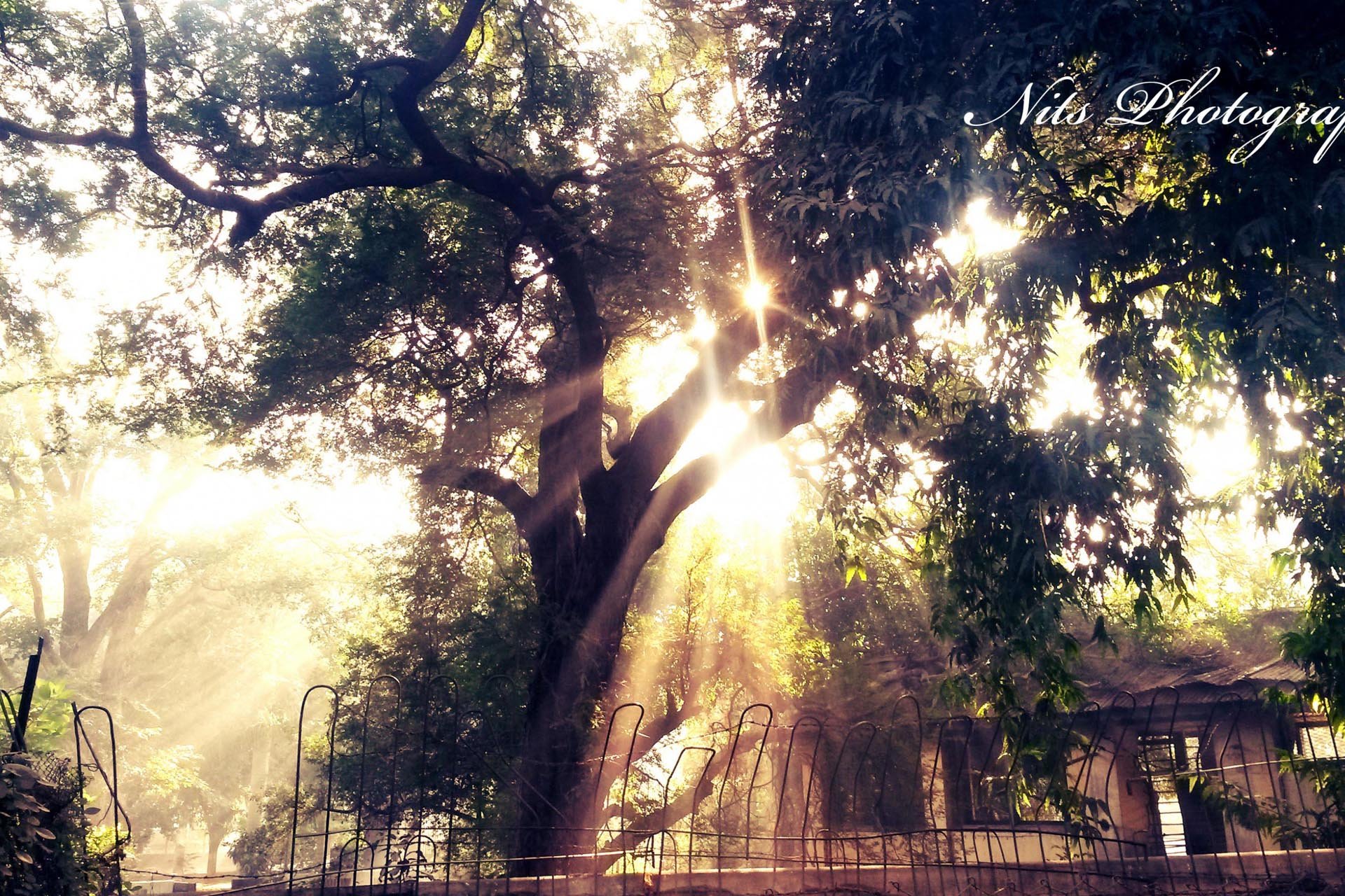 自然,风光,风景,大树,阳光,夏天,安静,回忆,童年,时光