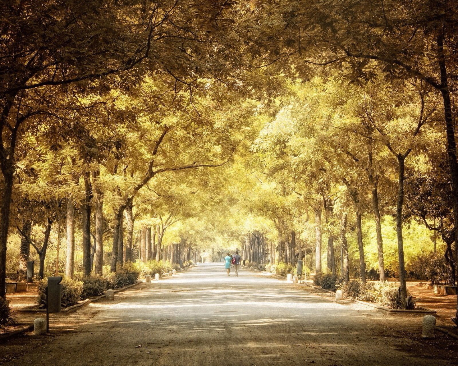 风景,自然,风光,路秋天,街道,树荫