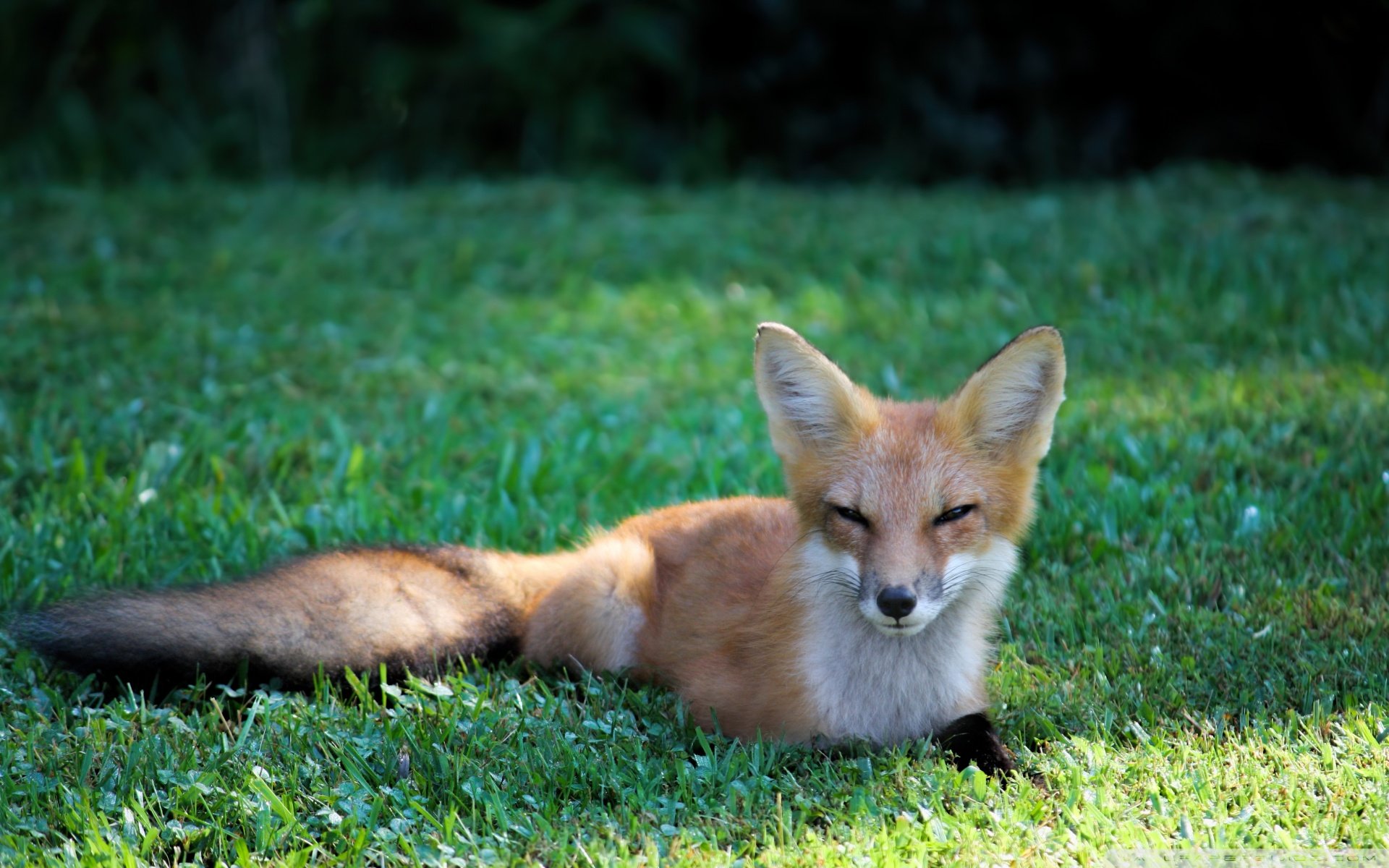 动物,古灵精怪,狐狸,野生动物