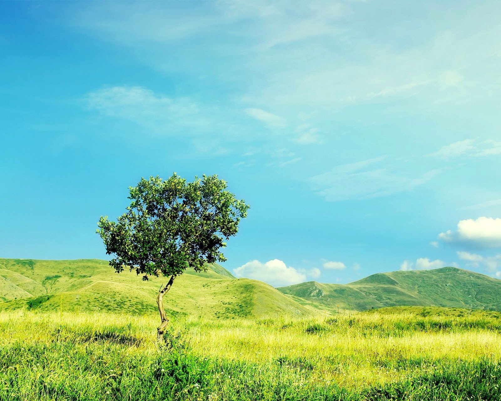 风景,自然,风光,树,草原,蓝天,白云