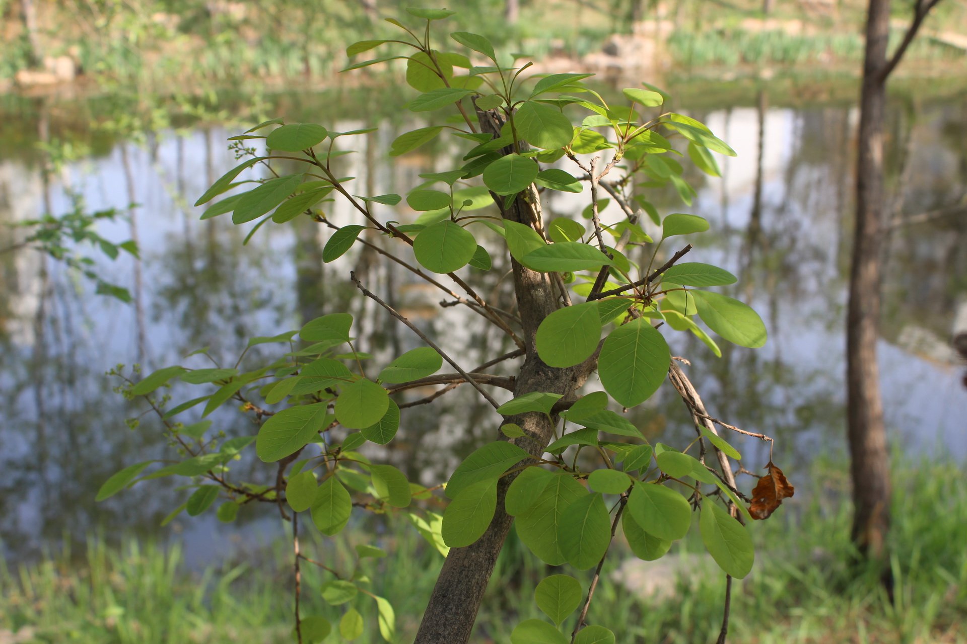 乙儒,风景,摄影,春天