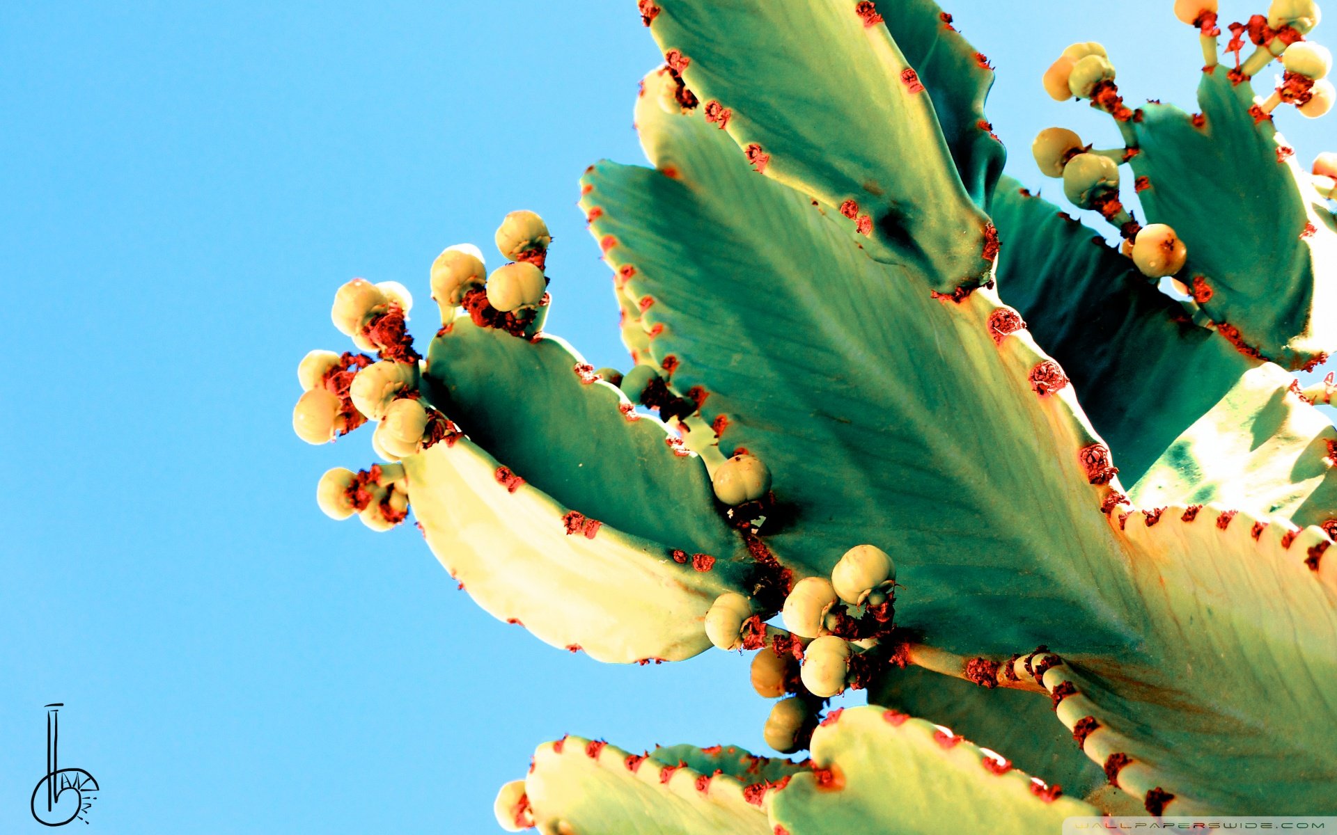 小清新,唯美,温馨,温暖,阳光,治愈系,安静,生活,慢生活,清新淡雅,温馨一刻,静物写真,物语,仙人掌