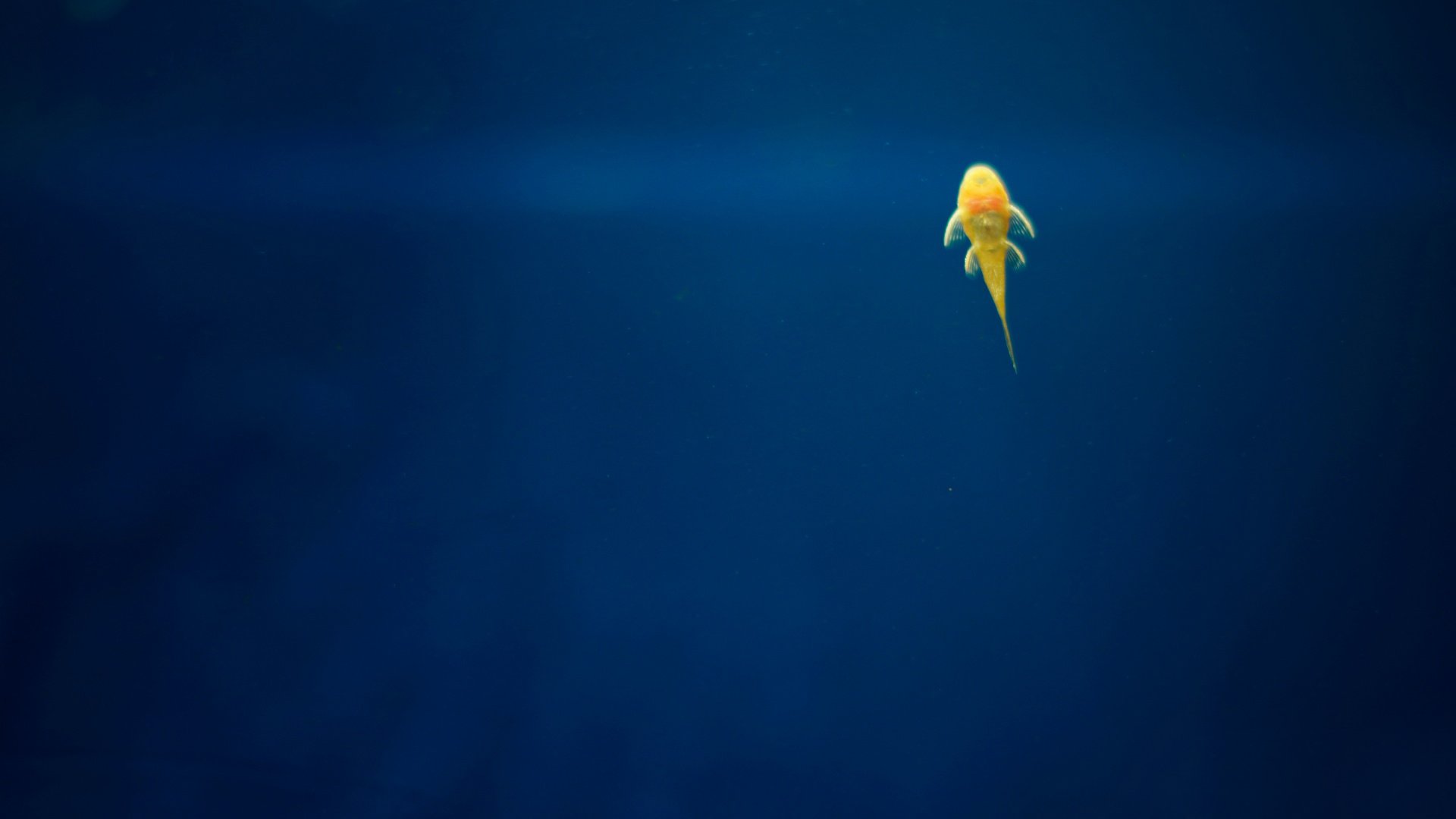 小清新,唯美,温馨,温暖,阳光,治愈系,安静,生活,慢生活,清新淡雅,温馨一刻,鱼,大海,简约,意境