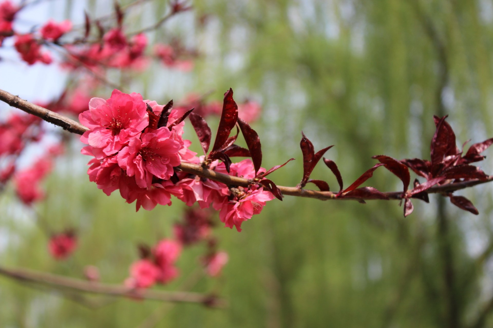 乙儒,风景,摄影,春天