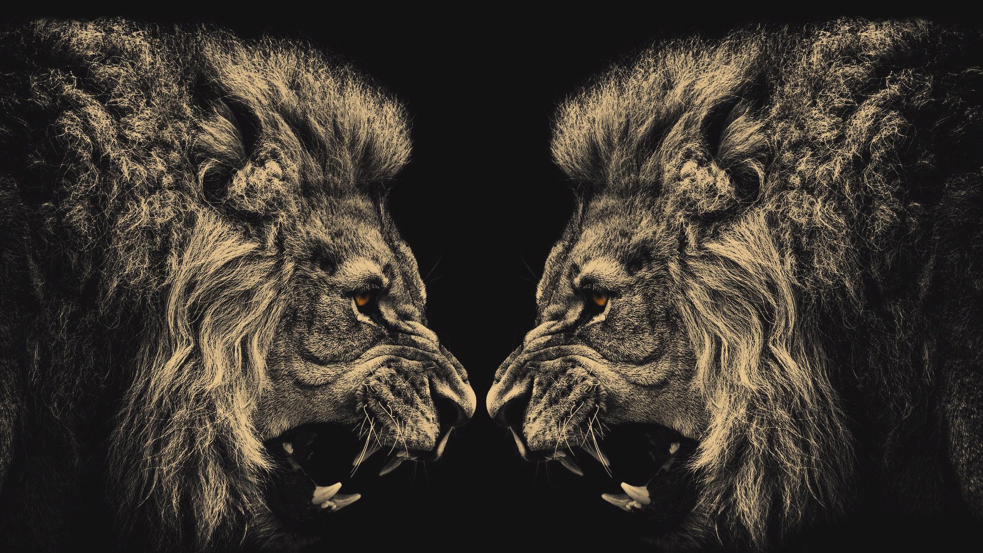 动物,野生动物,狮子