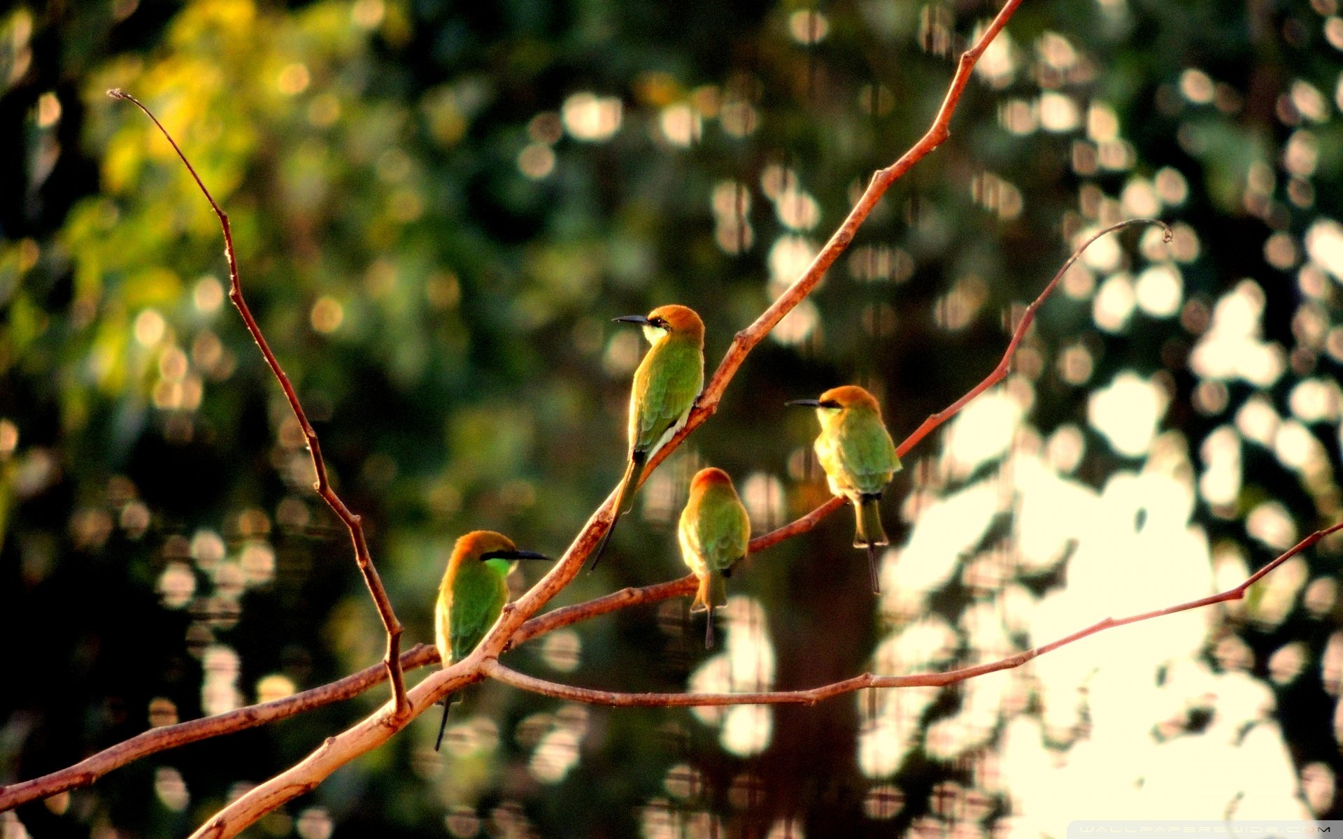 动物,野生动物,飞禽,鸟,飞翔