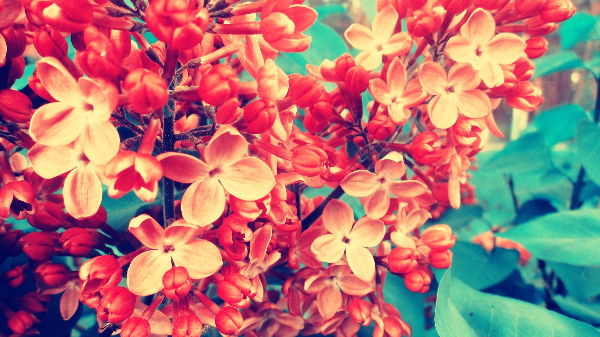 小清新,唯美,温馨,温暖,阳光,绿色养眼,自然,清新淡雅,花,春天,花团锦簇