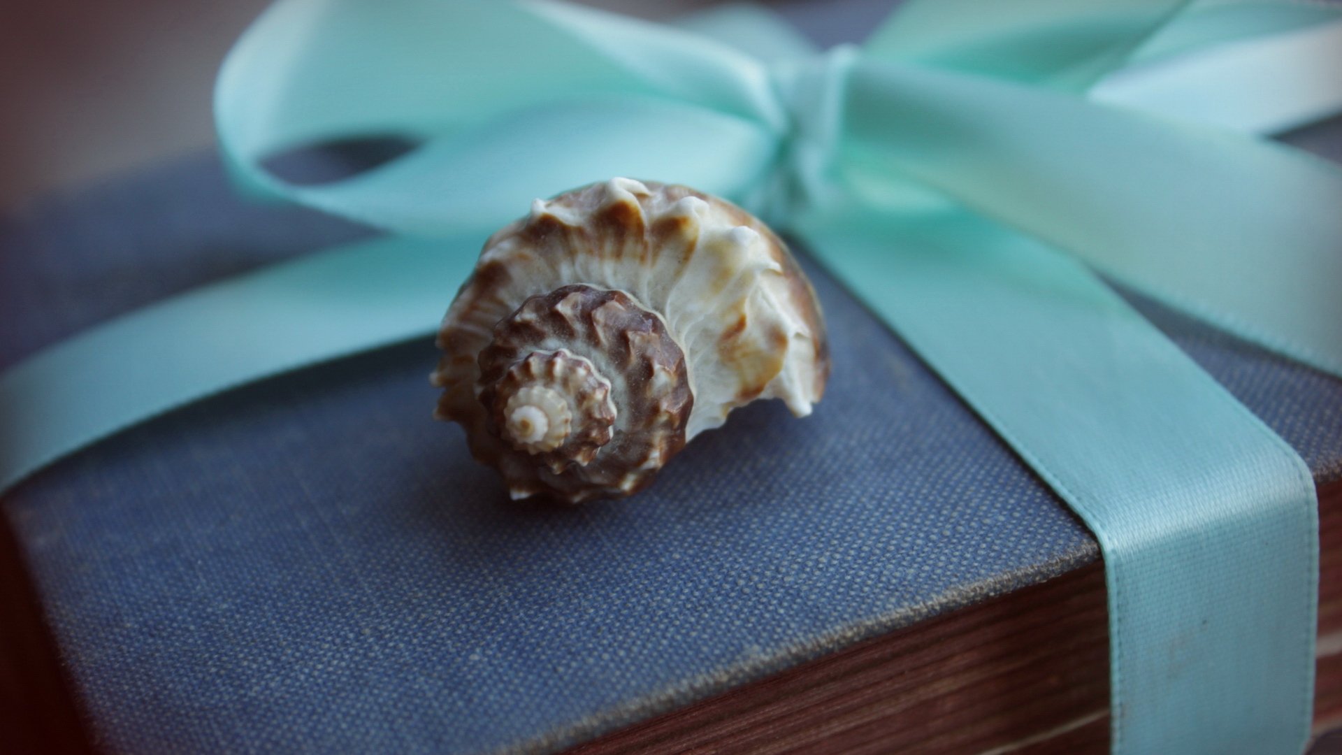 小清新,唯美,温馨,温暖,阳光,治愈系,安静,生活,慢生活,清新淡雅,温馨一刻,静物写真,物语,海螺,礼物