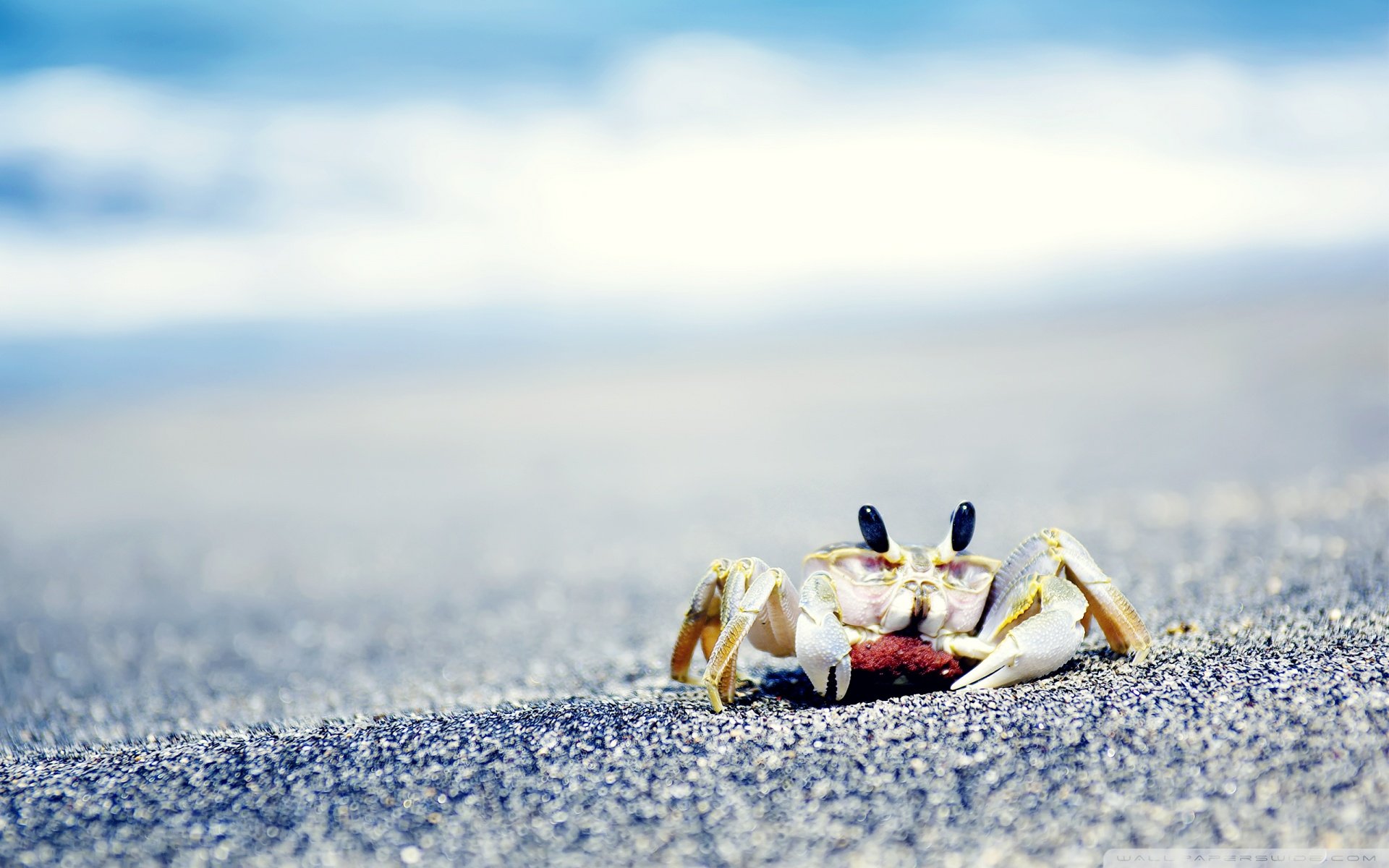 动物,野生动物,海洋天堂,海底世界,螃蟹,海边,沙滩