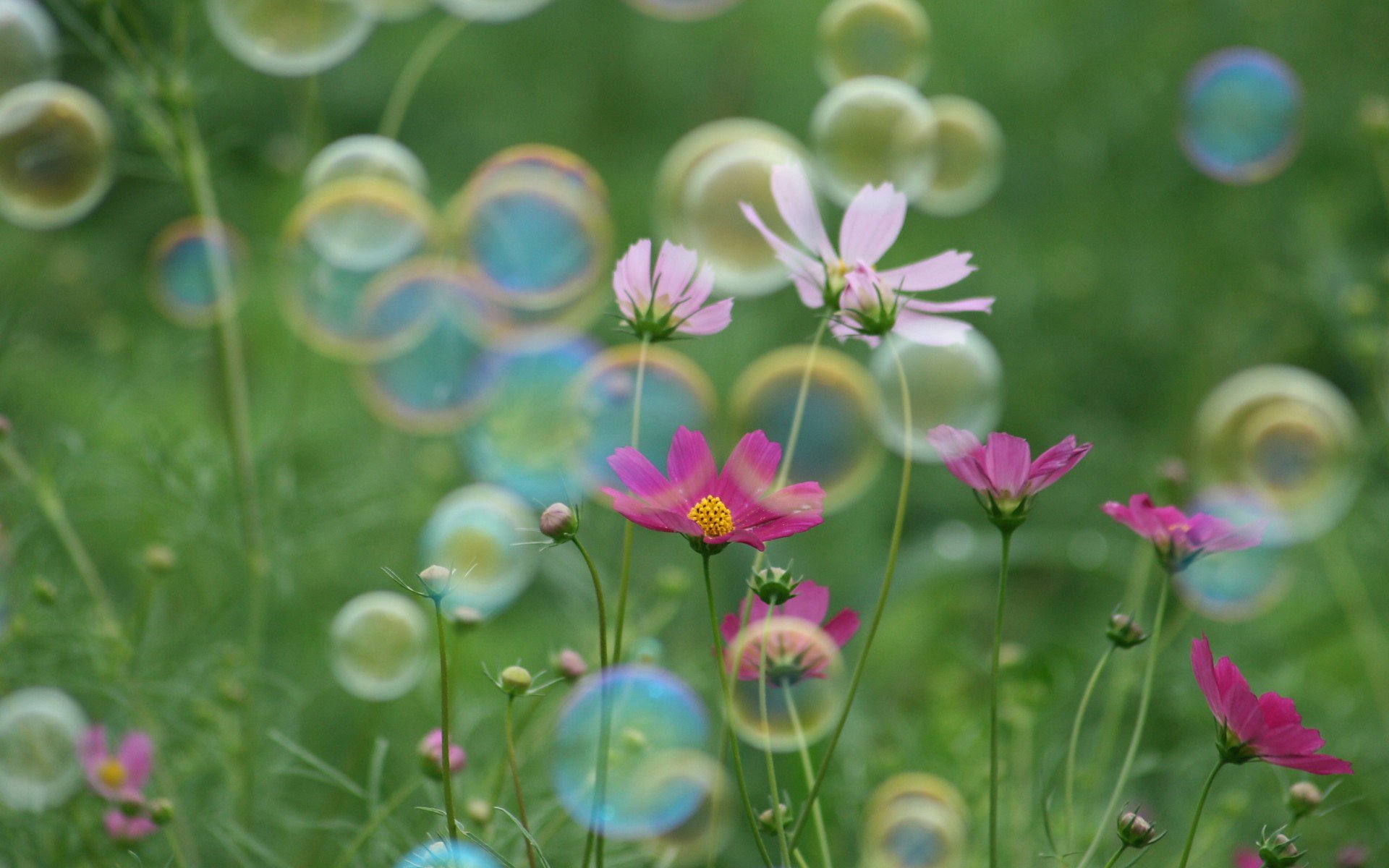 小清新,唯美,娇艳欲滴,花儿,春天,温暖,温馨一刻,清新淡雅,鸟语花香