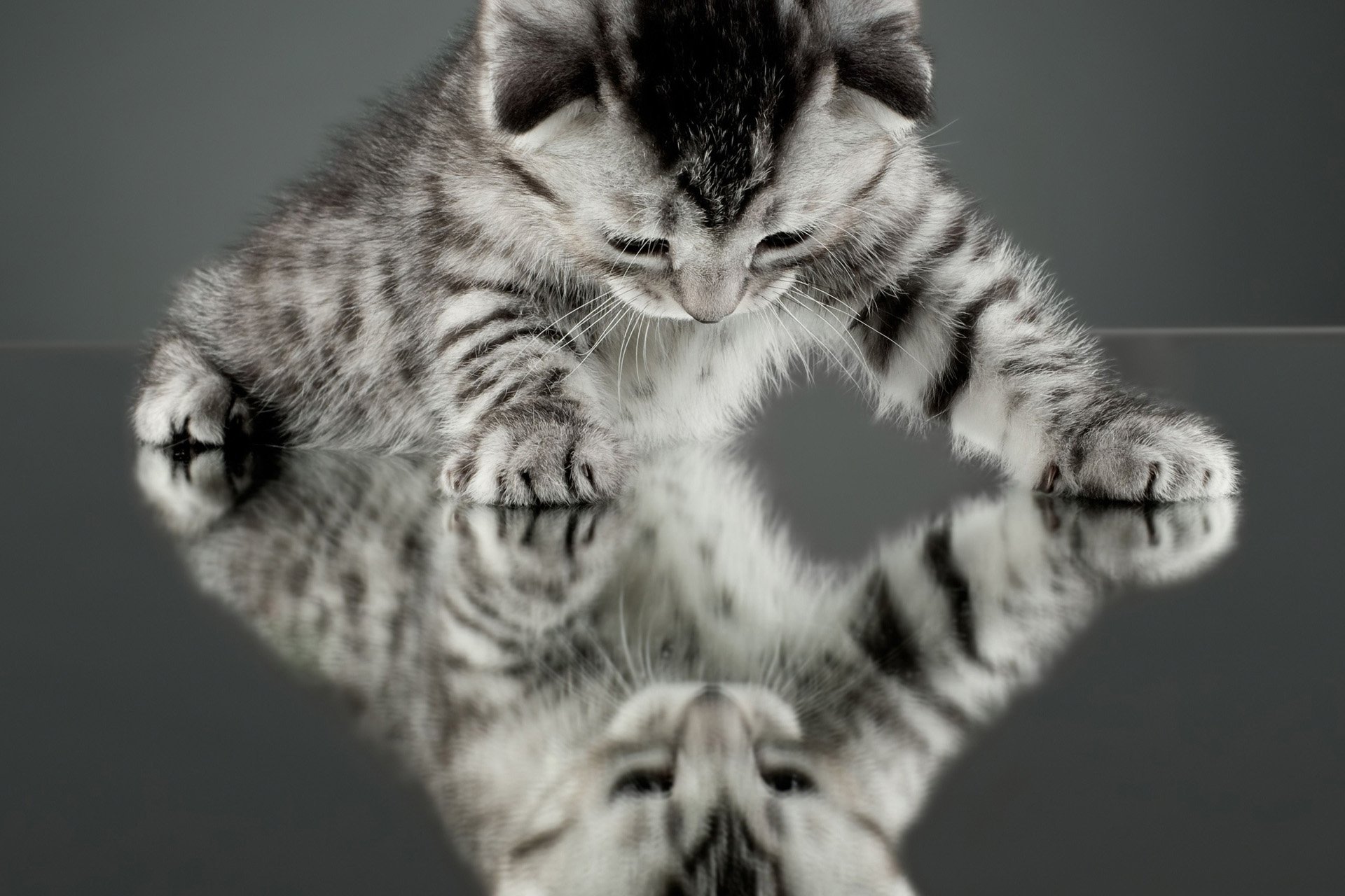 动物,古灵精怪,喵星人,猫,可爱,萌