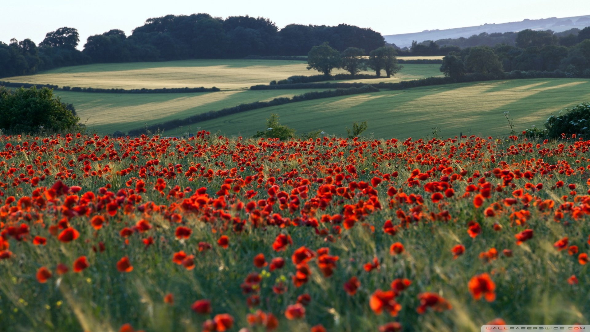 自然风光,绿色,清新,唯美,意境,炎炎夏日,旅游胜地,风景