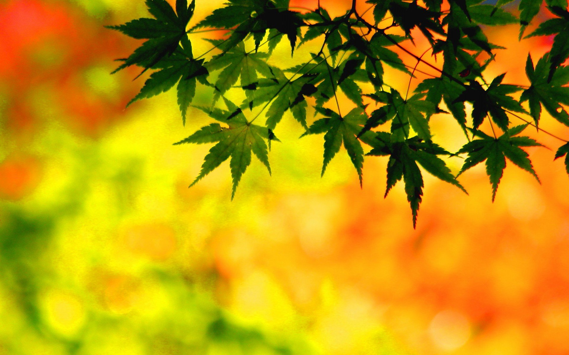 小清新,风景,自然风光,绿色植物,绿色养眼,春天,唯美,安静