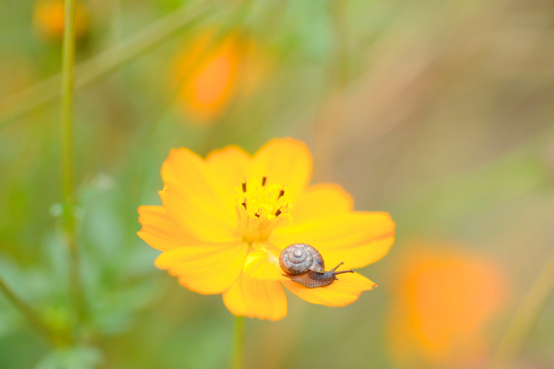 小清新,唯美,温馨,温暖,阳光,绿色养眼,自然,清新淡雅,花,春天,花团锦簇