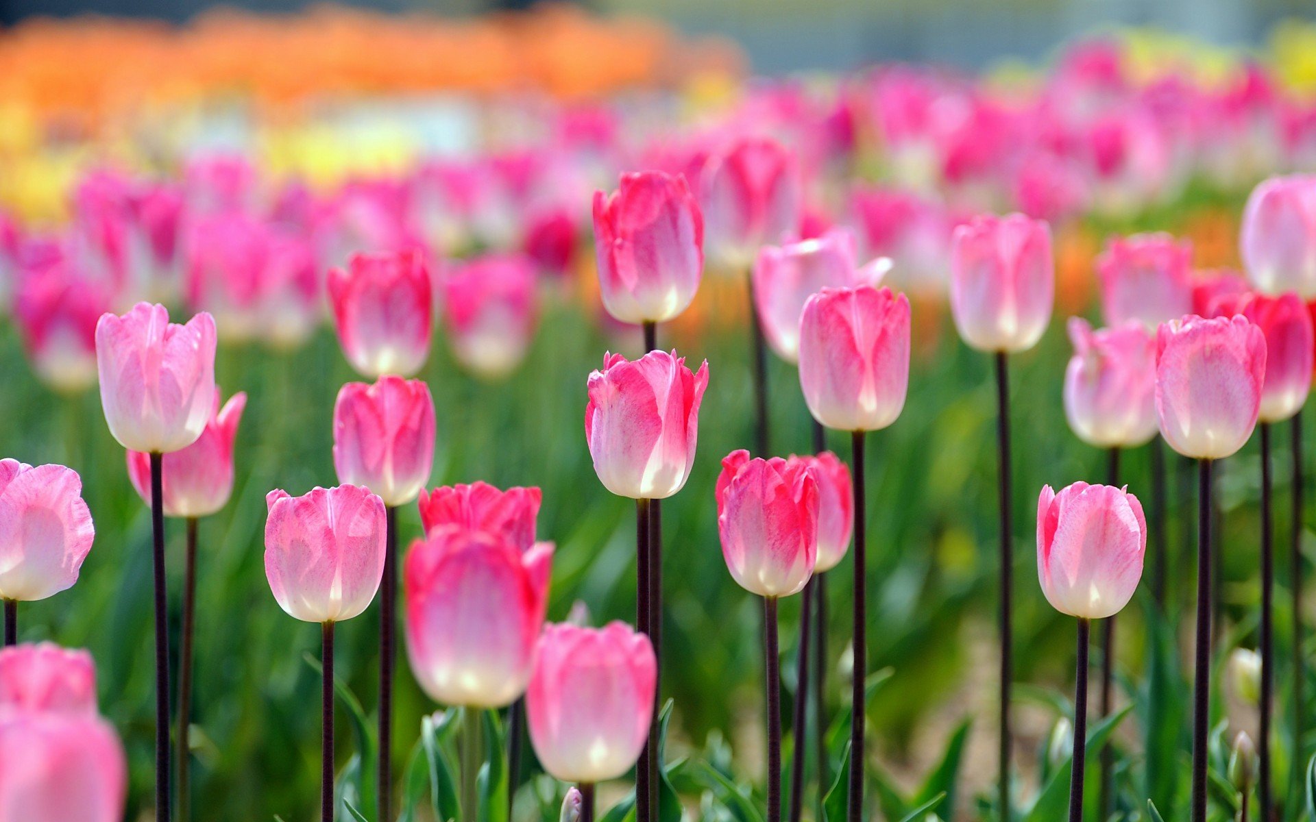 小清新,唯美,娇艳欲滴,花儿,春天,温暖,温馨一刻,清新淡雅,鸟语花香