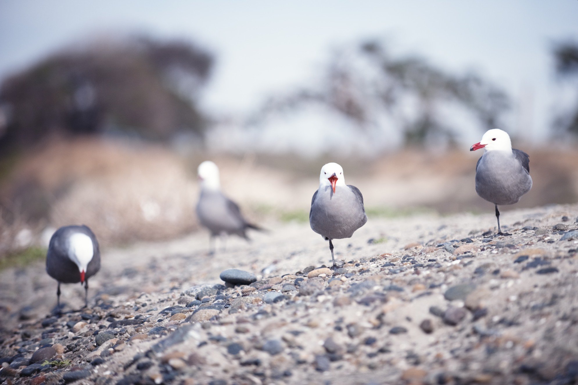 动物,野生动物,大自然,鸟