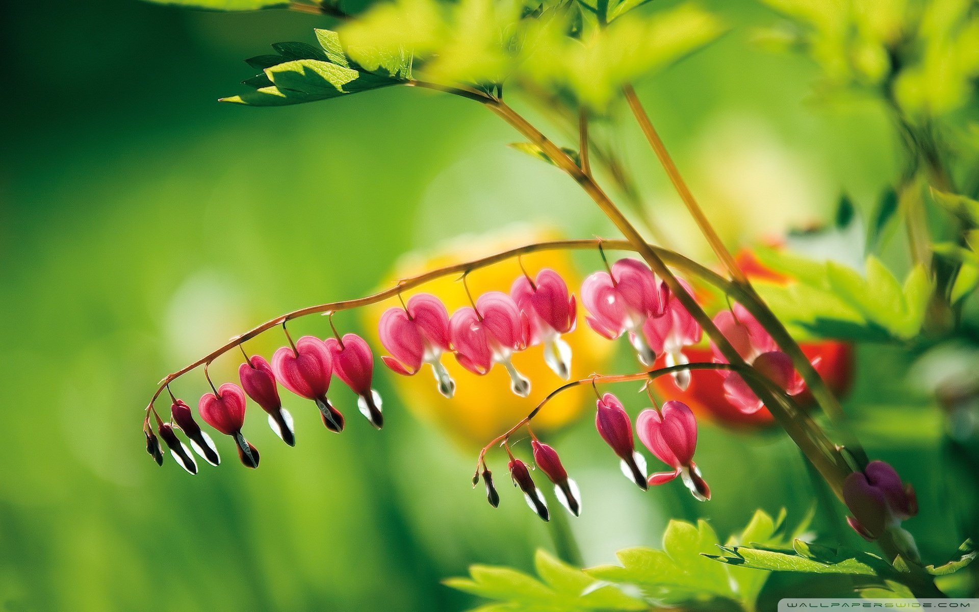 大自然的爱,心,唯美,风景,自然