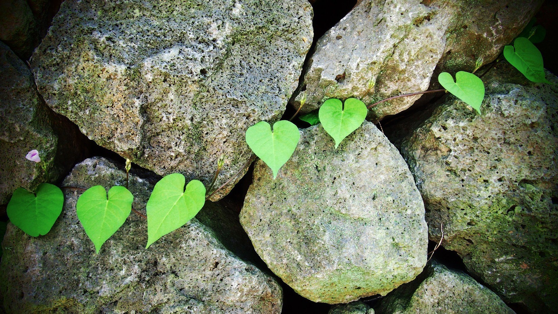 大自然的爱,心,唯美,风景,自然