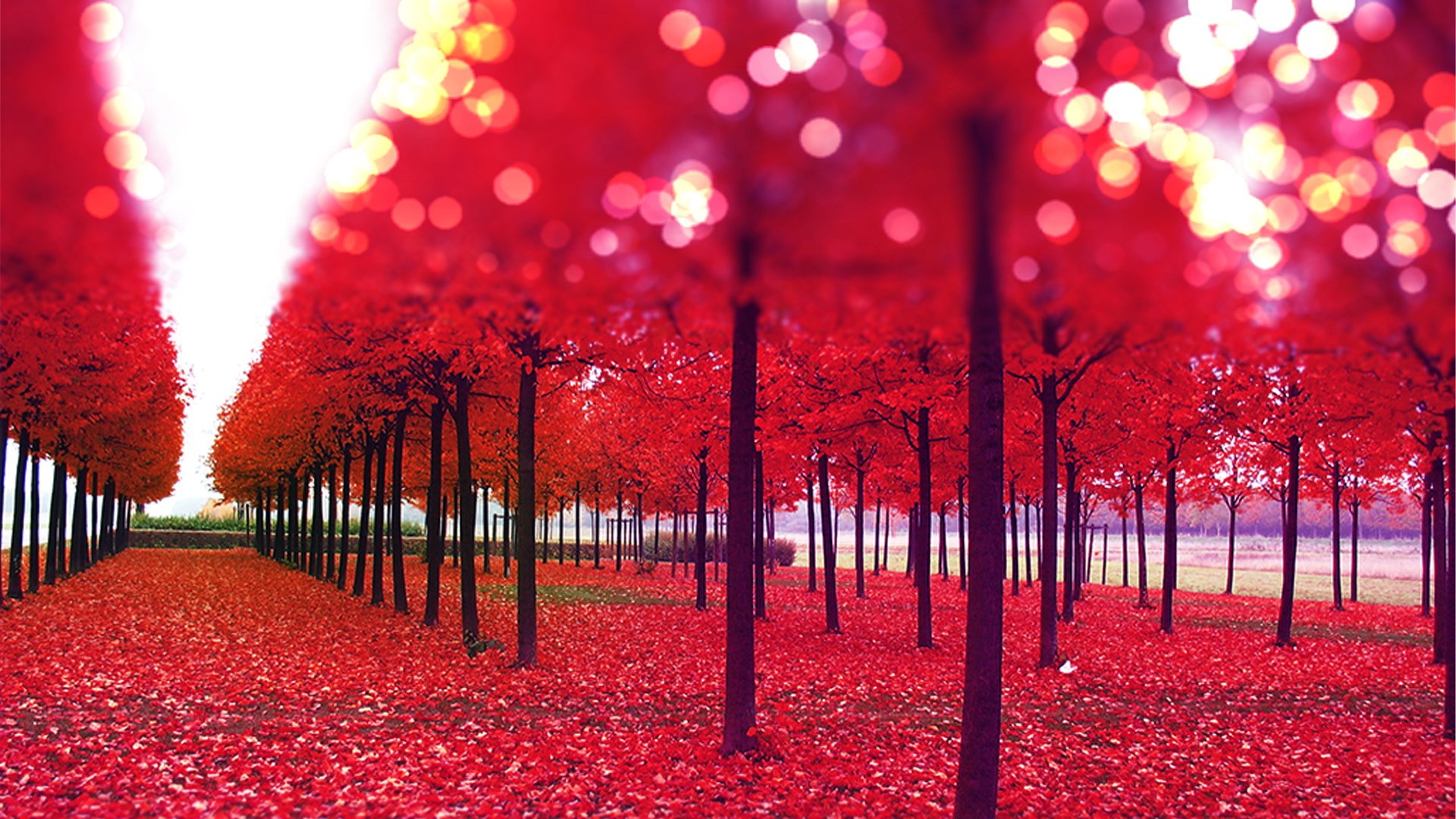 自然,风光,风景,路,前方,方向,前进,秋天