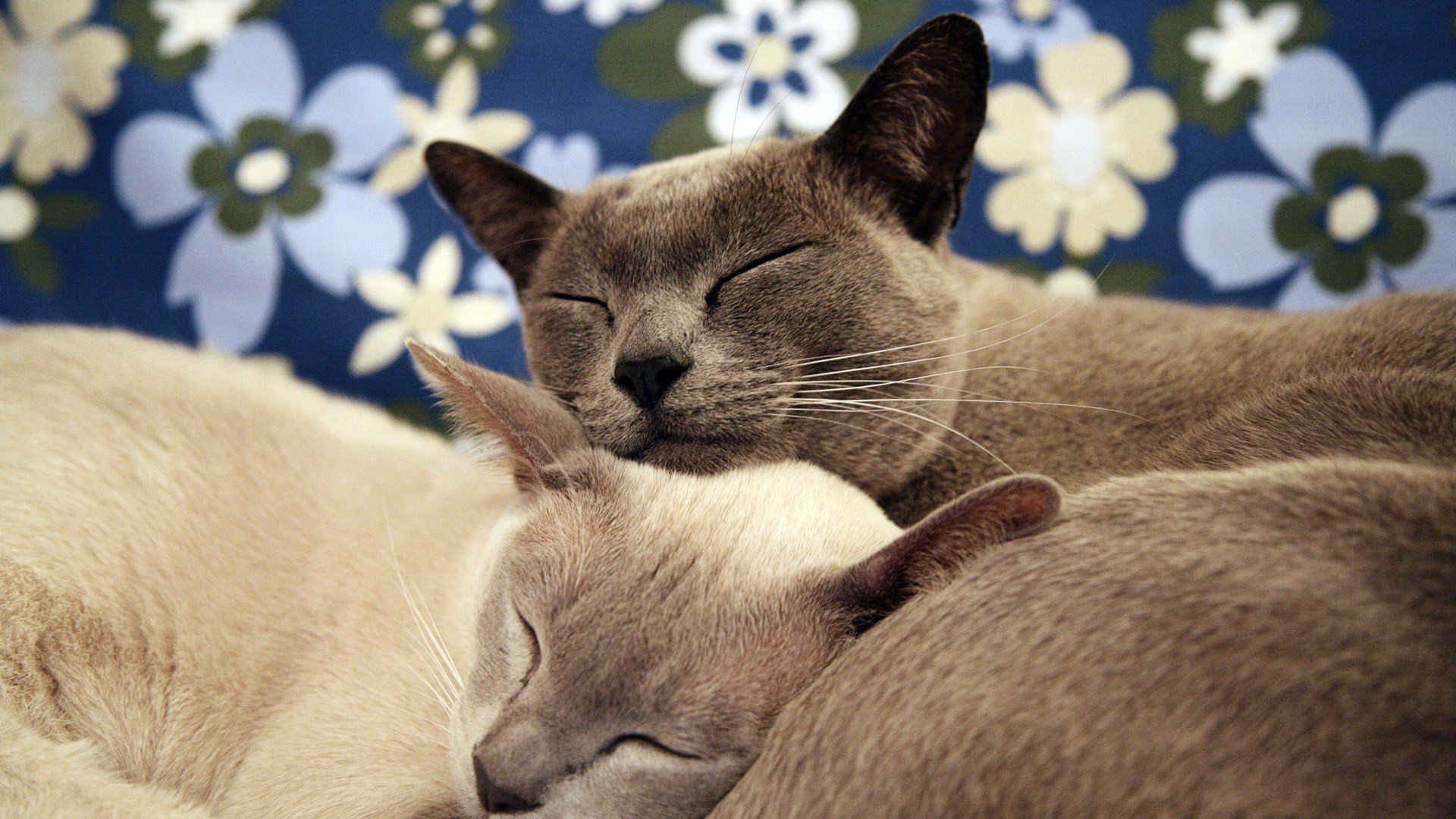 萌宠,动物,萌,可爱,宠物,古灵精怪,卖萌图,猫,喵星人